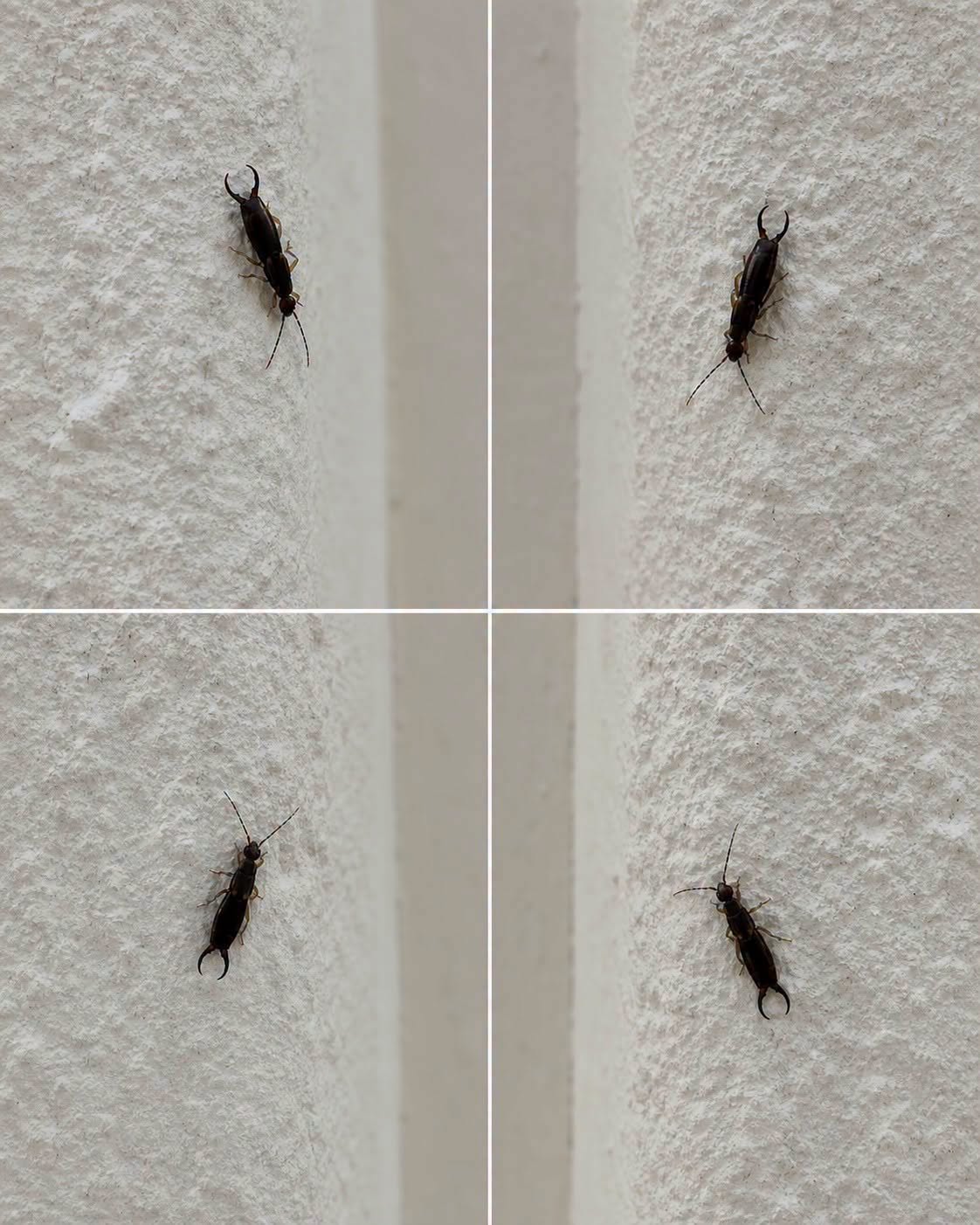If You Find This Common Insect in Your Home, Here’s What You Should Know
