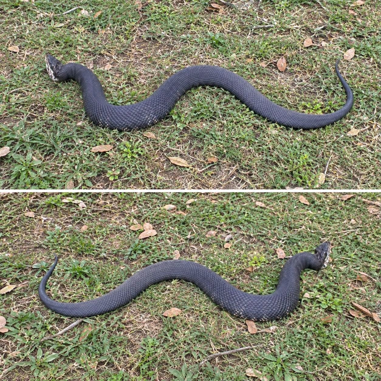 The “South” Surprise: What to Do When a Copperhead Ends Your Turkey Hunt