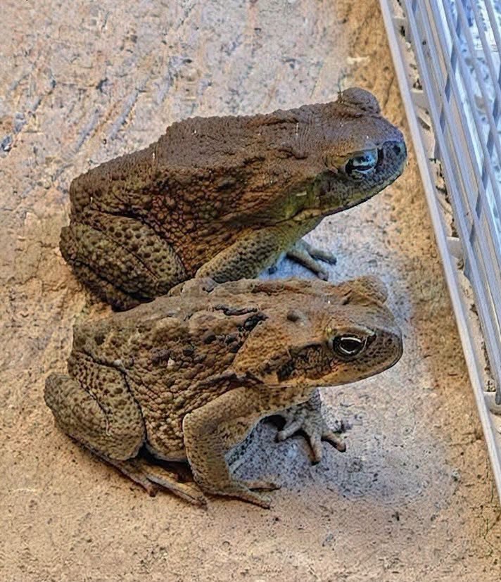 Why Toads May Appear Around Your Home and What It Means