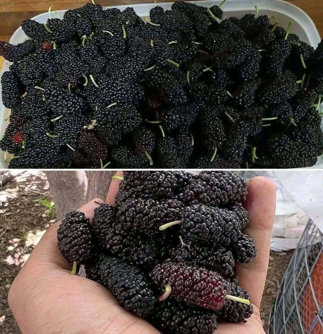 Think These Are Blackberries Take a Closer Look at These Tiny Black Fruits