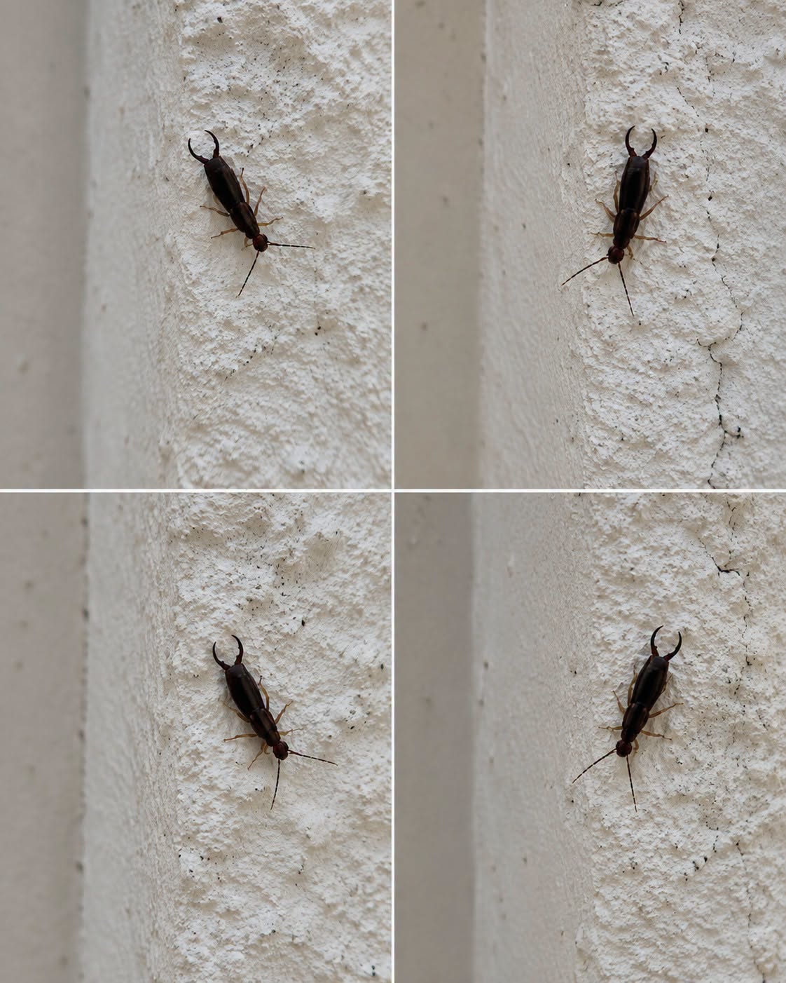 If You Find This Insect in Your Home, Here’s What It Could Mean