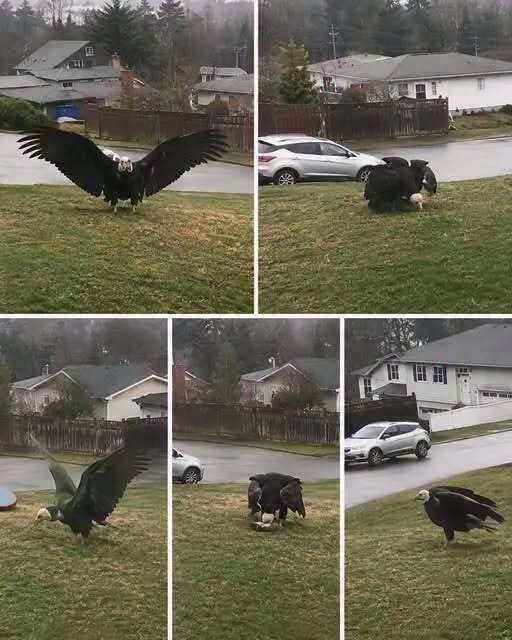 Giant Eagle captured in Bro!