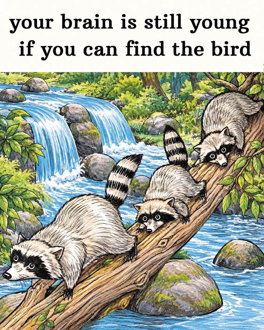 Can You Find the Hidden Bird in the Raccoon Forest?
