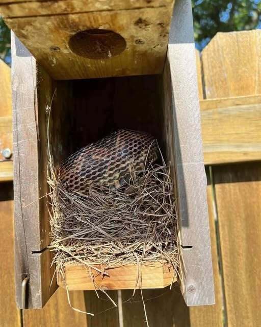 10 Easy Ways to Make Your Yard Less Attractive to Snakes