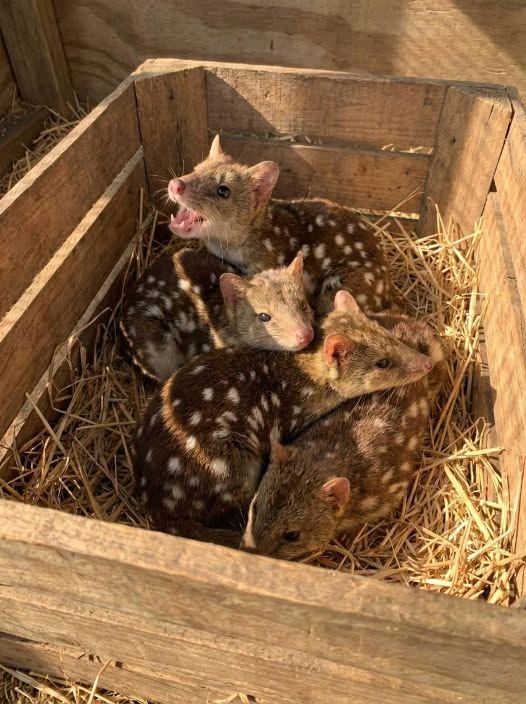 Scientists uncover rare, unusually spiky newborn animals in a protected habitat