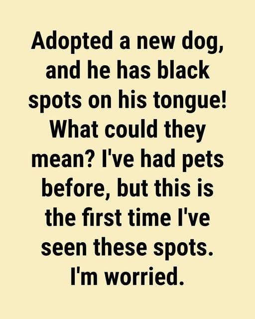 Black Spots on Your Dog’s Tongue: What They Usually Mean and When to Call the Vet