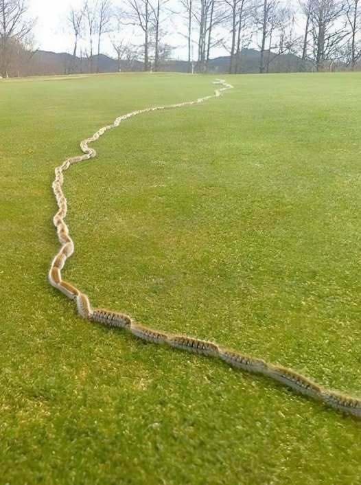 I Thought It Was Just A Rope In The Grass Until I Took One More Step-