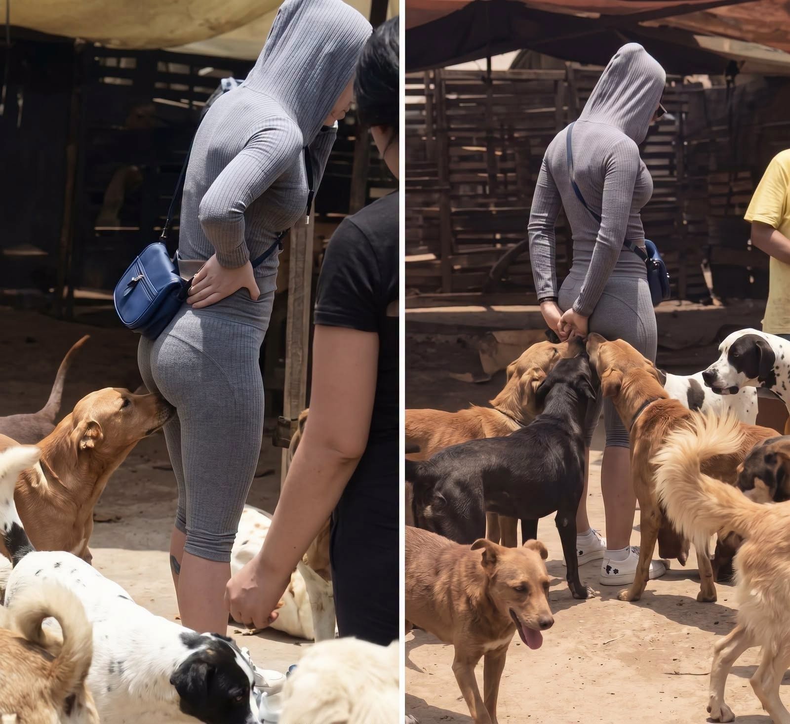 Why Dogs Sniff People and What This Natural Behavior Really Means