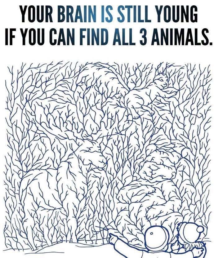 Hidden Animal Puzzle: Can You Spot the Moose, Squirrel, and Bear Among the Blue Branches?