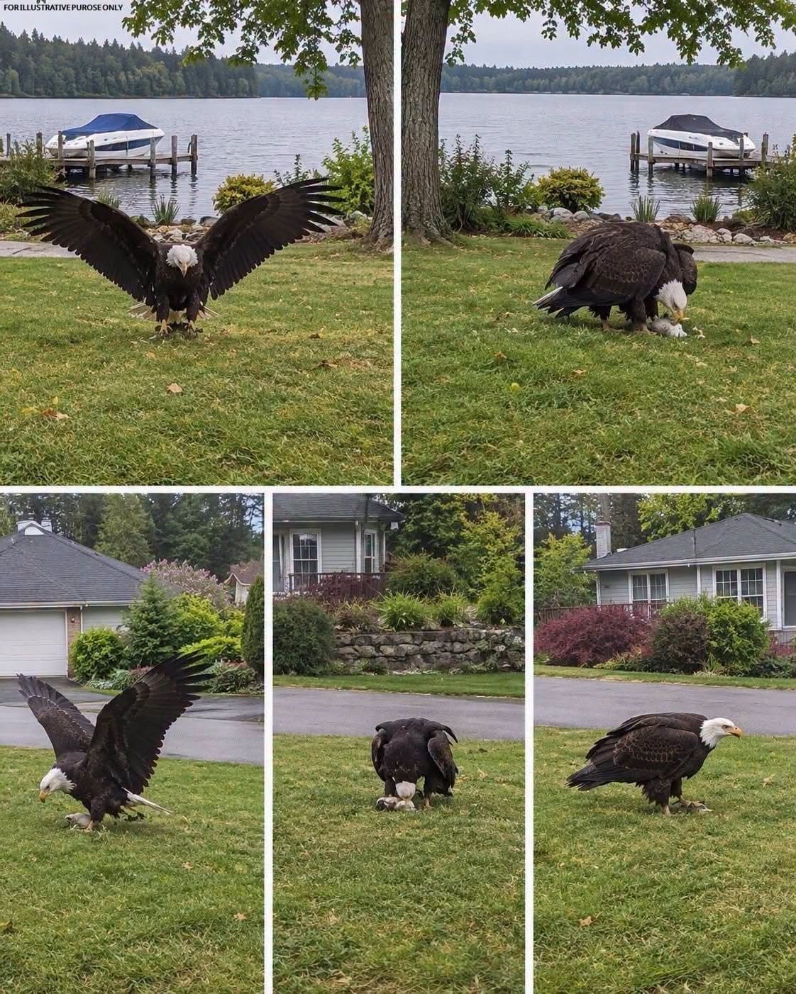 Reports of a Giant Eagle Spark Scientific Curiosity and Wildlife Conservation Discussions