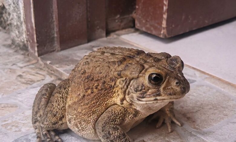 What It Means When a Toad Enters Your Home and How to Handle It Safely